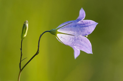 Picture of CANADA-MANITOBA-WINNIPEG CLOSE-UP OF HAREBELLS BLOSSOM