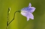 Picture of CANADA-MANITOBA-WINNIPEG CLOSE-UP OF HAREBELLS BLOSSOM