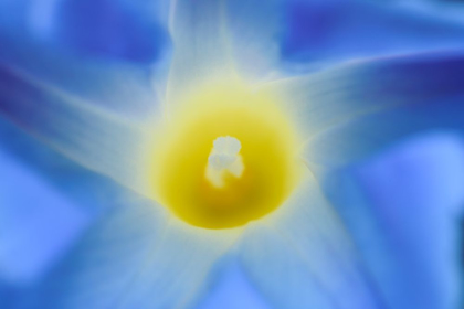 Picture of CANADA-MANITOBA-WINNIPEG MORNING GLORY BLOSSOM CLOSE-UP