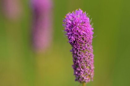 Picture of CANADA-MANITOBA-WINNIPEG PURPLE PRAIRIE CLOVER CLOSE-UP