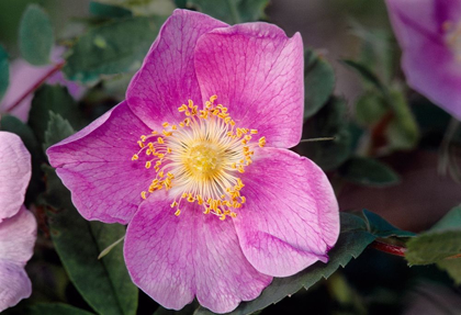 Picture of CANADA-MANITOBA-NOPIMING PROVINCIAL PARK PINK ROSE BLOSSOM CLOSE-UP