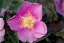 Picture of CANADA-MANITOBA-NOPIMING PROVINCIAL PARK PINK ROSE BLOSSOM CLOSE-UP