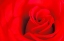 Picture of CANADA-MANITOBA-WINNIPEG DETAIL OF RED ROSE