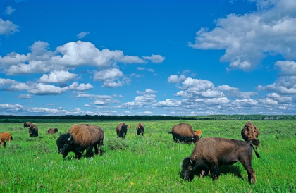 Picture of CANADA-MANITOBA-RIDING MOUNTAIN NATIONAL PARK HERD OF AMERICAN PLAINS BISON GRAZING ON PRAIRIE