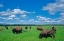 Picture of CANADA-MANITOBA-RIDING MOUNTAIN NATIONAL PARK HERD OF AMERICAN PLAINS BISON GRAZING ON PRAIRIE