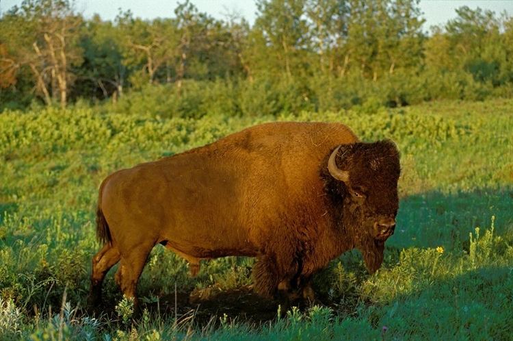 Picture of CANADA-MANITOBA-RIDING MOUNTAIN NATIONAL PARK CLOSE-UP OF MALE AMERICAN PLAINS BISON