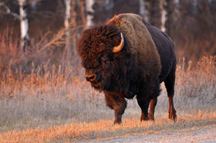 Picture of CANADA-MANITOBA-RIDING MOUNTAIN NATIONAL PARK CLOSE-UP OF MALE AMERICAN PLAINS BISON