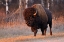 Picture of CANADA-MANITOBA-RIDING MOUNTAIN NATIONAL PARK CLOSE-UP OF MALE AMERICAN PLAINS BISON