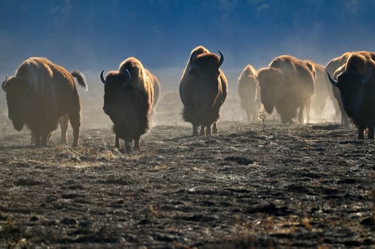 Picture of CANADA-MANITOBA-RIDING MOUNTAIN NATIONAL PARK HERD OF AMERICAN PLAINS BISON ON BURNED PRAIRIE
