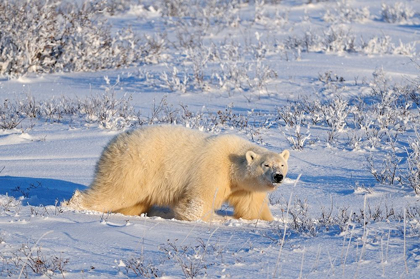 Picture of CANADA-MANITOBA-CHURCHILL POLAR BEAR WALKING THROUGH SNOW IN EVENING LIGHT