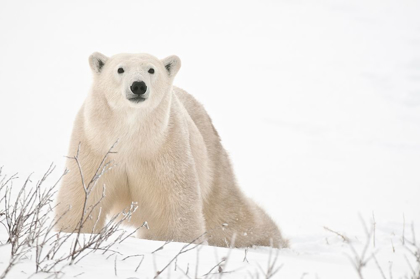 Picture of CANADA-MANITOBA-CHURCHILL POLAR BEAR ON FROZEN TUNDRA