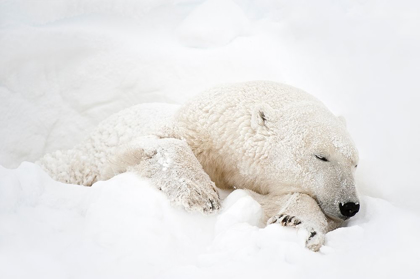 Picture of CANADA-MANITOBA-CHURCHILL POLAR BEAR SLEEPING IN SNOW