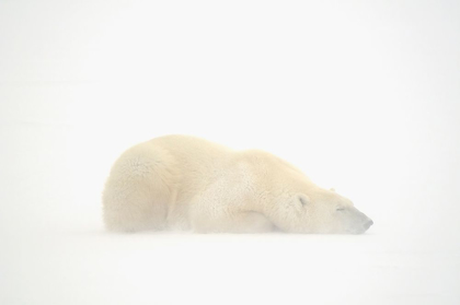 Picture of CANADA-MANITOBA-CHURCHILL POLAR BEAR SLEEPING ON SNOW IN FOG
