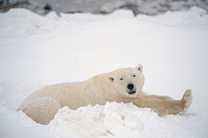 Picture of CANADA-MANITOBA-CHURCHILL POLAR BEAR RESTING IN SNOW