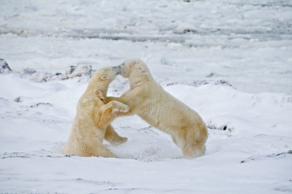 Picture of CANADA-MANITOBA-CHURCHILL YOUNG POLAR BEARS SPARRING