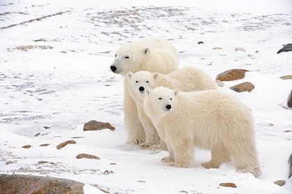 Picture of CANADA-MANITOBA-CHURCHILL MOTHER POLAR BEAR AND TWO CUBS