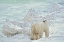 Picture of CANADA-MANITOBA-CHURCHILL POLAR BEAR ON ROCKY FROZEN TUNDRA