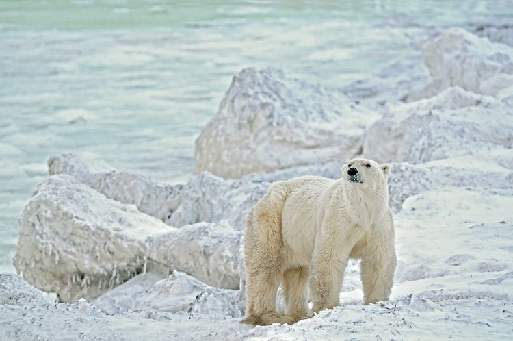 Picture of CANADA-MANITOBA-CHURCHILL POLAR BEAR ON ROCKY FROZEN TUNDRA