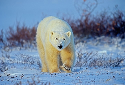 Picture of CANADA-MANITOBA-CHURCHILL POLAR BEAR WALKING ON FROZEN TUNDRA