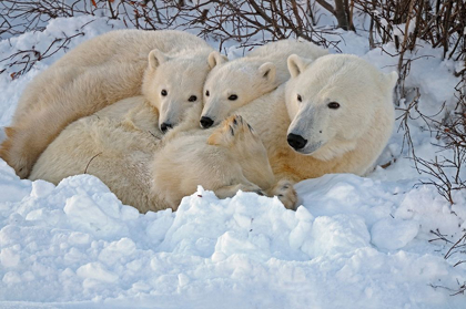 Picture of CANADA-MANITOBA-CHURCHILL MOTHER POLAR BEAR WITH TWO CUBS RESTING IN SNOWBANK AT SUNSET