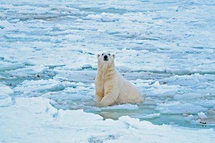 Picture of CANADA-MANITOBA-CHURCHILL POLAR BEAR IN ICY WATER