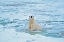Picture of CANADA-MANITOBA-CHURCHILL POLAR BEAR IN ICY WATER