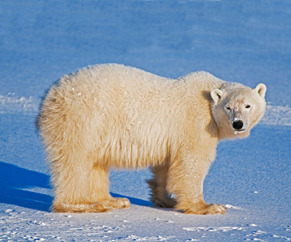 Picture of CANADA-MANITOBA-CHURCHILL POLAR BEAR STANDING ON FROZEN TUNDRA