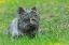 Picture of CANADA-MANITOBA-WINNIPEG PEDIGREE CAIRN TERRIER FEMALE CLOSE-UP