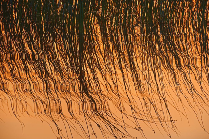 Picture of CANADA-MANITOBA-RIDING MOUNTAIN NATIONAL PARK CLOSE-UP OF REEDS REFLECTING IN LAKE AUDY AT SUNSET