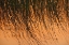 Picture of CANADA-MANITOBA-RIDING MOUNTAIN NATIONAL PARK CLOSE-UP OF REEDS REFLECTING IN LAKE AUDY AT SUNSET