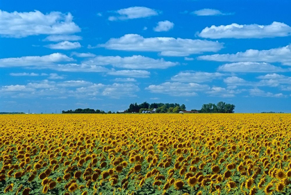 Picture of CANADA-MANITOBA-ALTONA FARM FIELD WITH CROP OF SUNFLOWERS