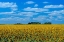 Picture of CANADA-MANITOBA-ALTONA FARM FIELD WITH CROP OF SUNFLOWERS