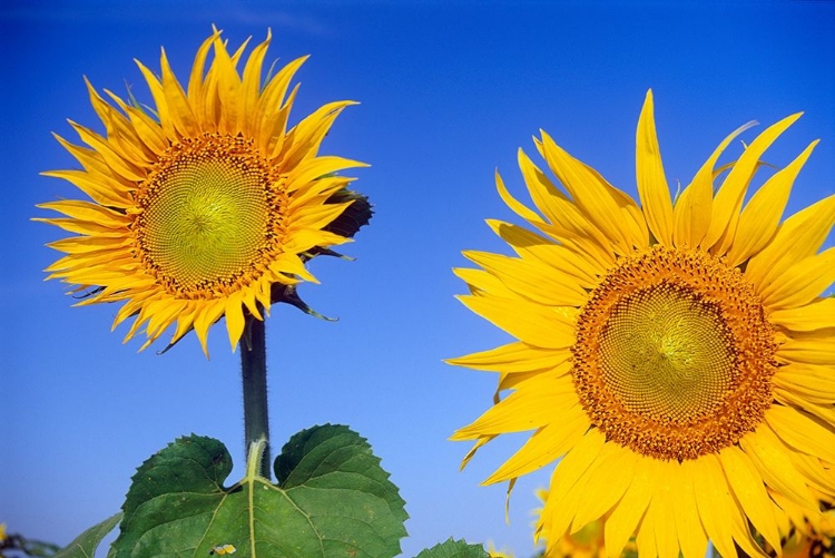 Picture of CANADA-MANITOBA-ALTONA CLOSE-UP OF SUNFLOWERS