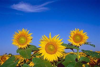 Picture of CANADA-MANITOBA-ALTONA CLOSE-UP OF SUNFLOWERS