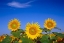Picture of CANADA-MANITOBA-ALTONA CLOSE-UP OF SUNFLOWERS