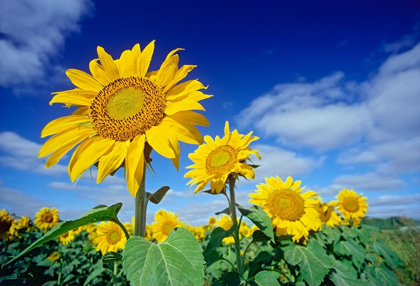 Picture of CANADA-MANITOBA-ALTONA CLOSE-UP OF SUNFLOWERS