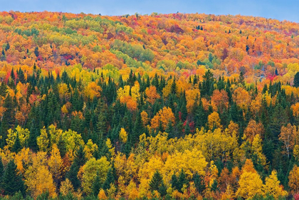 Picture of CANADA-NEW BRUNSWICK-AROOSTOOK ACADIAN FOREST IN AUTUMN FOLIAGE