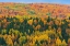 Picture of CANADA-NEW BRUNSWICK-AROOSTOOK ACADIAN FOREST IN AUTUMN FOLIAGE