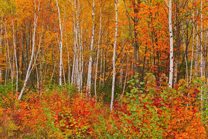 Picture of CANADA-NEW BRUNSWICK-GAGETOWN ACADIAN FOREST IN AUTUMN FOLIAGE
