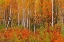 Picture of CANADA-NEW BRUNSWICK-GAGETOWN ACADIAN FOREST IN AUTUMN FOLIAGE