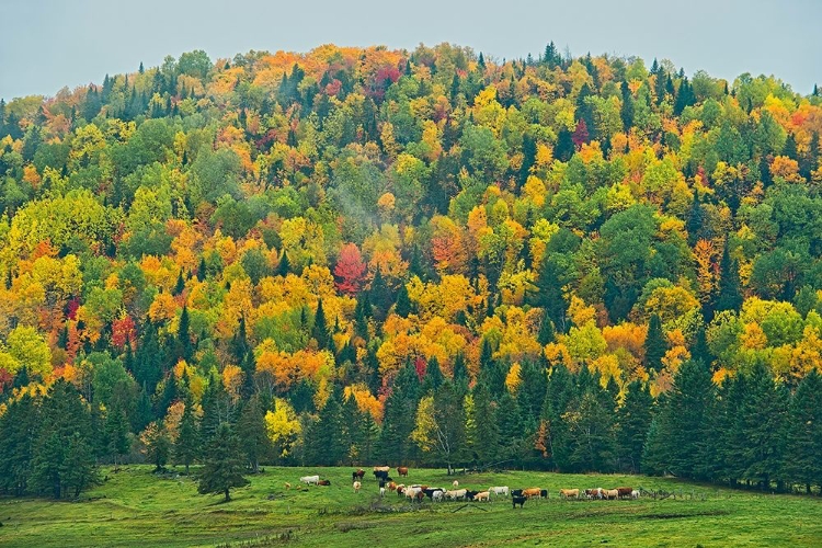 Picture of CANADA-NEW BRUNSWICK-SAINT-JACQUES ACADIAN FOREST IN AUTUMN FOLIAGE