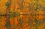 Picture of CANADA-NEW BRUNSWICK-MACTAQUAC AUTUMN FOREST REFLECTED IN SAINT JOHN RIVER