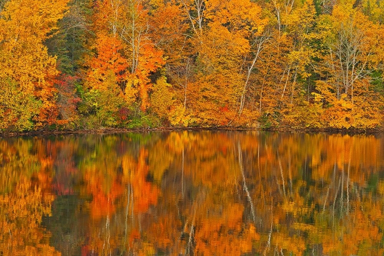 Picture of CANADA-NEW BRUNSWICK-MACTAQUAC AUTUMN FOREST REFLECTED IN SAINT JOHN RIVER