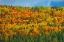Picture of CANADA-NEW BRUNSWICK-SAINT-JOSEPH FOREST IN AUTUMN FOLIAGE