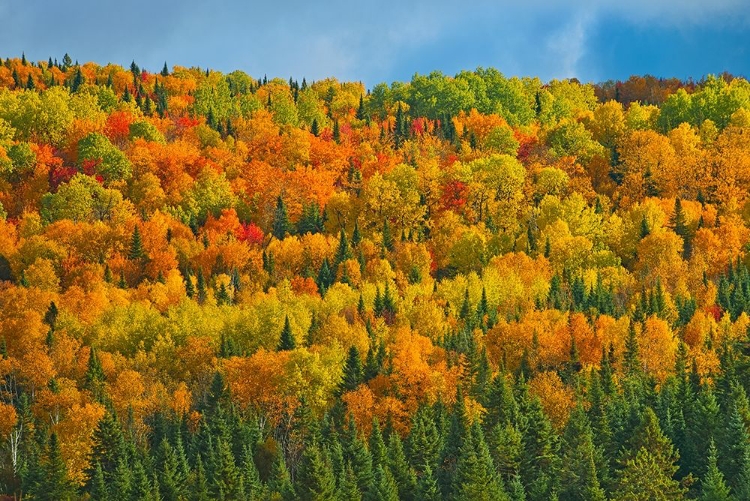 Picture of CANADA-NEW BRUNSWICK-SAINT-JOSEPH FOREST IN AUTUMN FOLIAGE