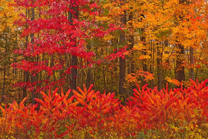 Picture of CANADA-NEW BRUNSWICK-WOODSTOCK FOREST IN AUTUMN FOLIAGE