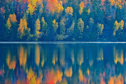 Picture of CANADA-NEW BRUNSWICK-MACTAQUAC AUTUMN FOREST REFLECTIONS ON ST JOHN RIVER