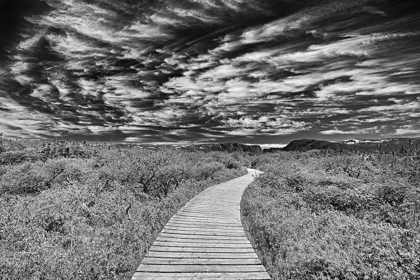 Picture of CANADA-NEWFOUNDLAND-GROS MORNE NATIONAL PARK BOARDWALK THROUGH UNDERBRUSH