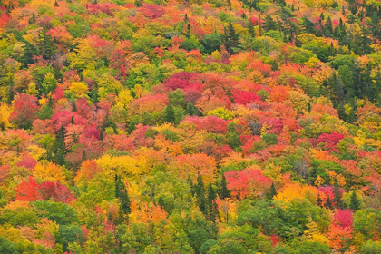 Picture of CANADA-NOVA SCOTIA-CAPE BRETON ISLAND FOREST IN AUTUMN FOLIAGE