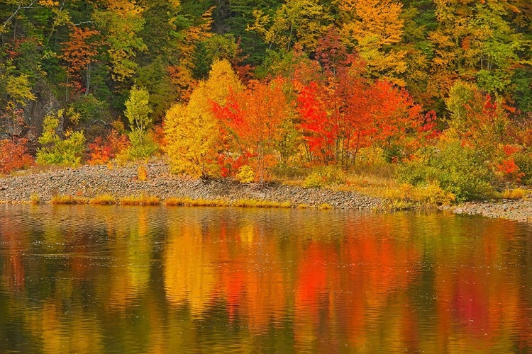 Picture of CANADA-NOVA SCOTIA INDIAN BROOK AND FOREST IN AUTUMN